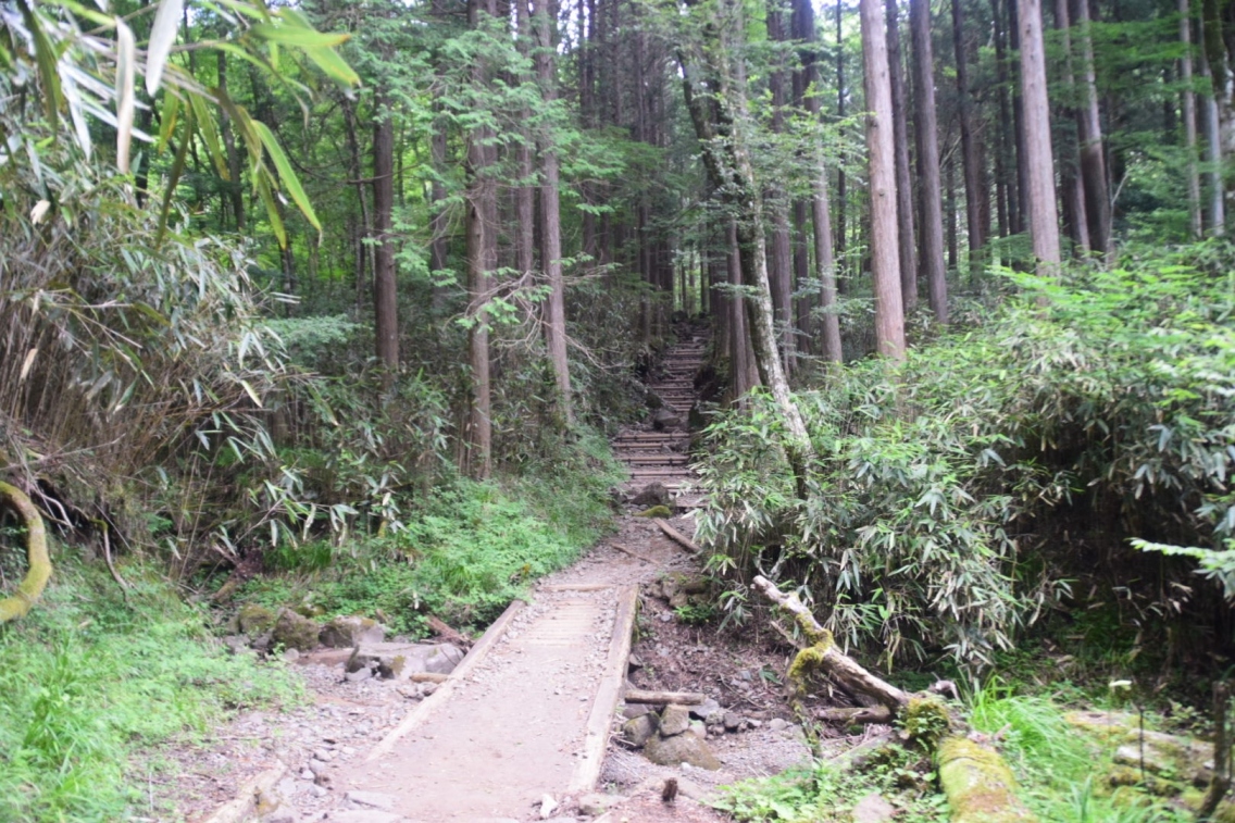 杉に囲まれた山道